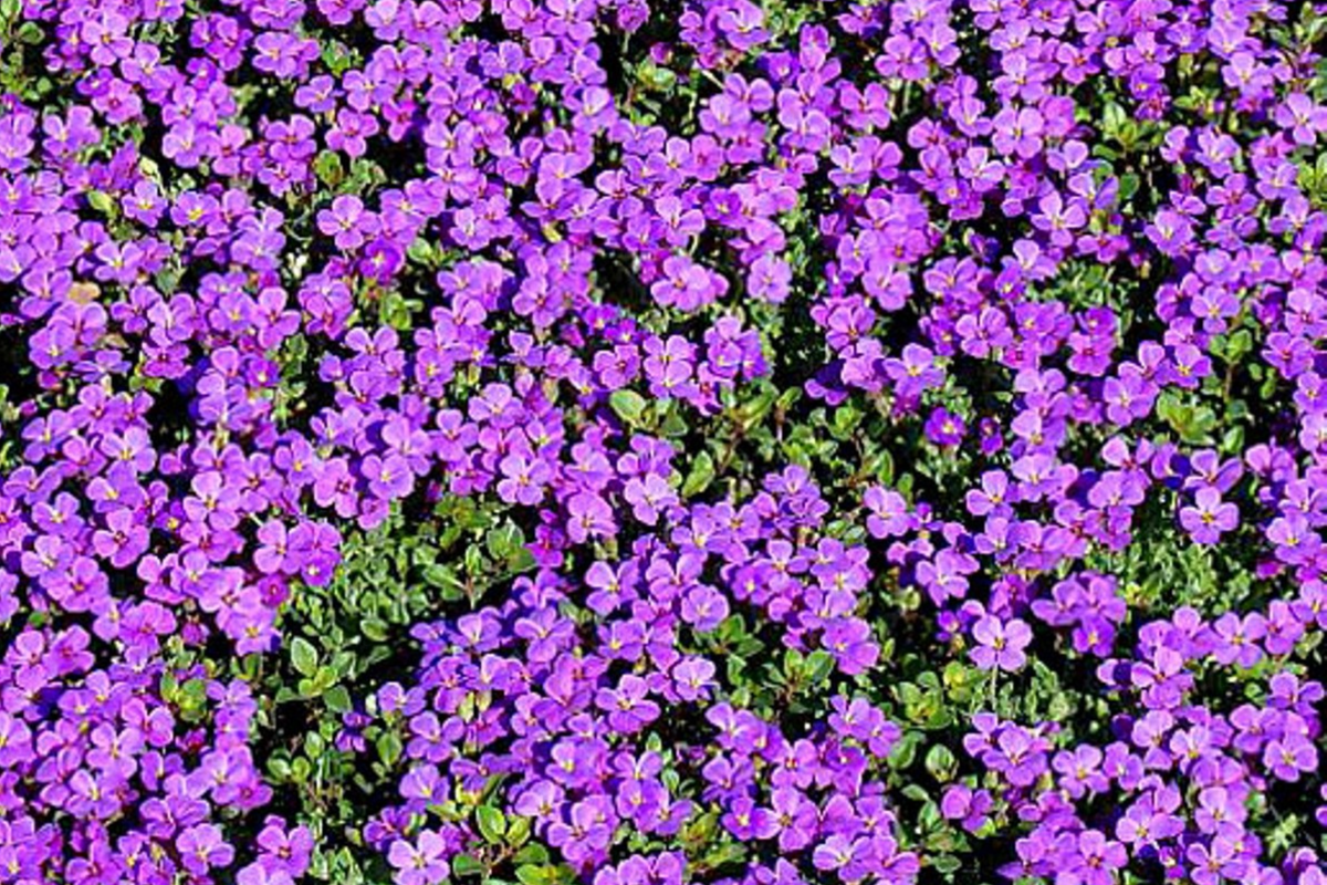 Purple Rock Cress Seeds - Bulk Perennial Groundcover Aubrieta deltoidea, Purple Flowering Plant for Rock Gardens & Borders