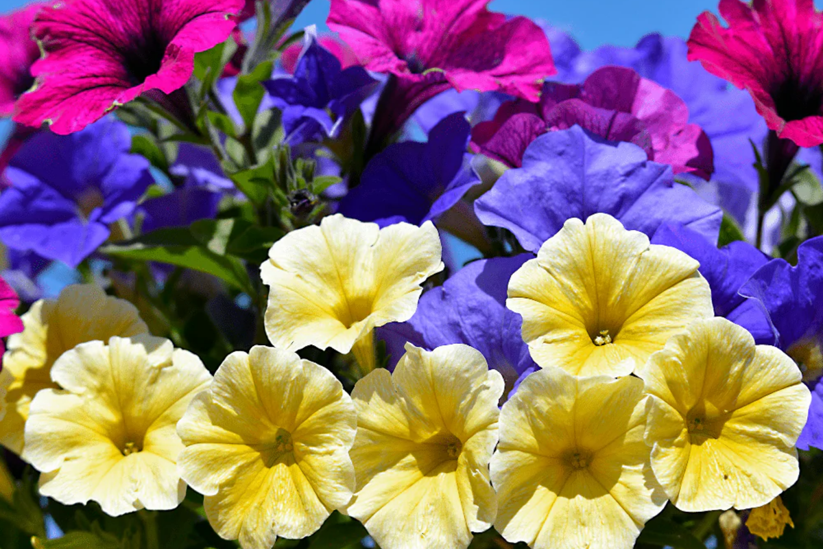 Petunia Seeds 50 Pack - Yellow, Purple, White Hybrid Perennial Annual Flowers for Garden, Balcony, Patio