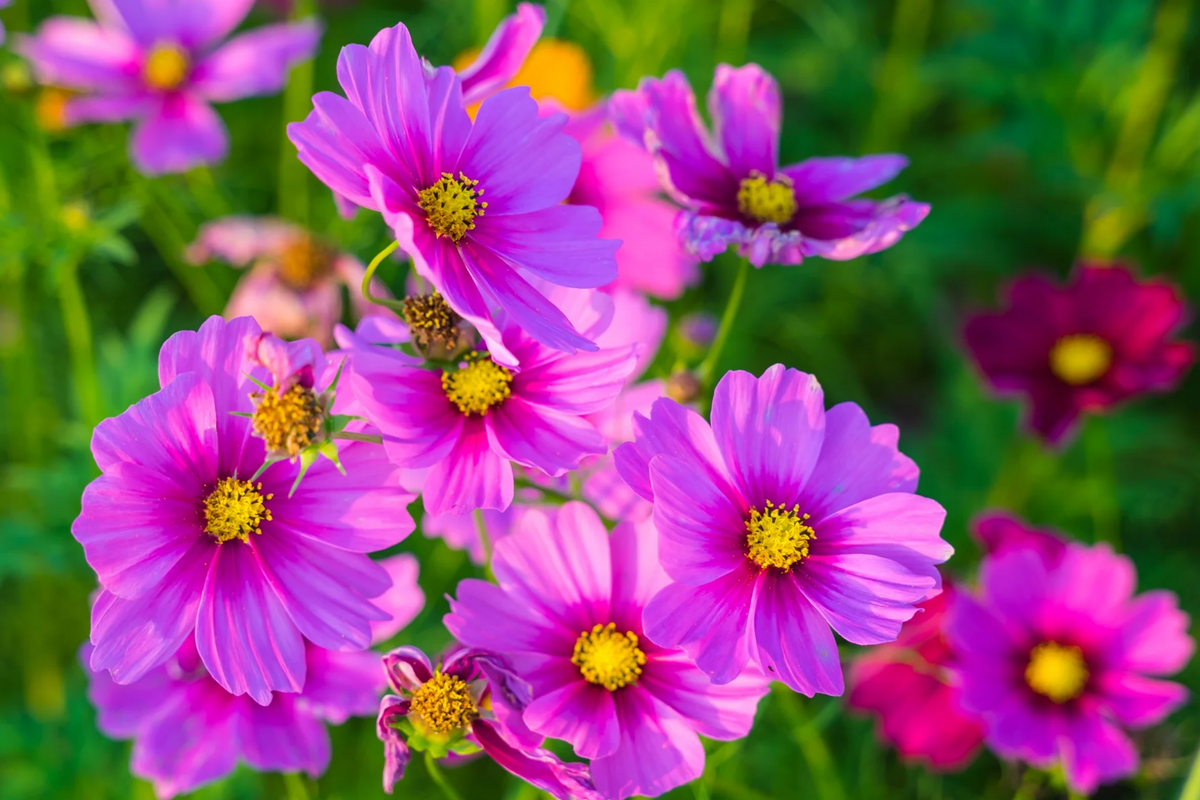 Gloria Cosmos Seeds | 100-2000 Non-GMO Cosmos bipinnatus Annual Flower Seeds for Garden, Full Sun, Vibrant Color