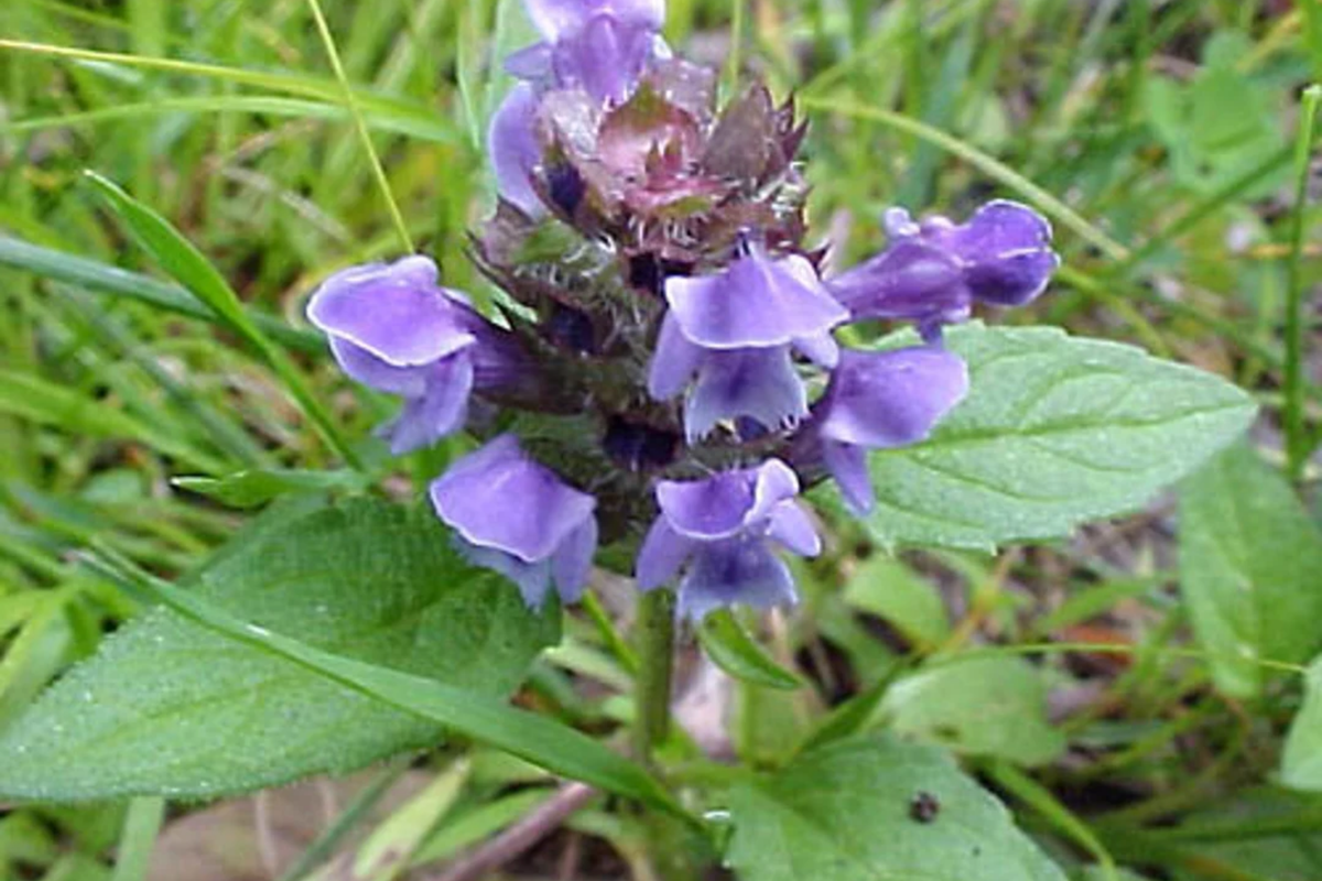 Heal All Seeds - Prunella vulgaris - Self Heal & Dragon Head - Perennial Ground Cover & Pollinator Attractor