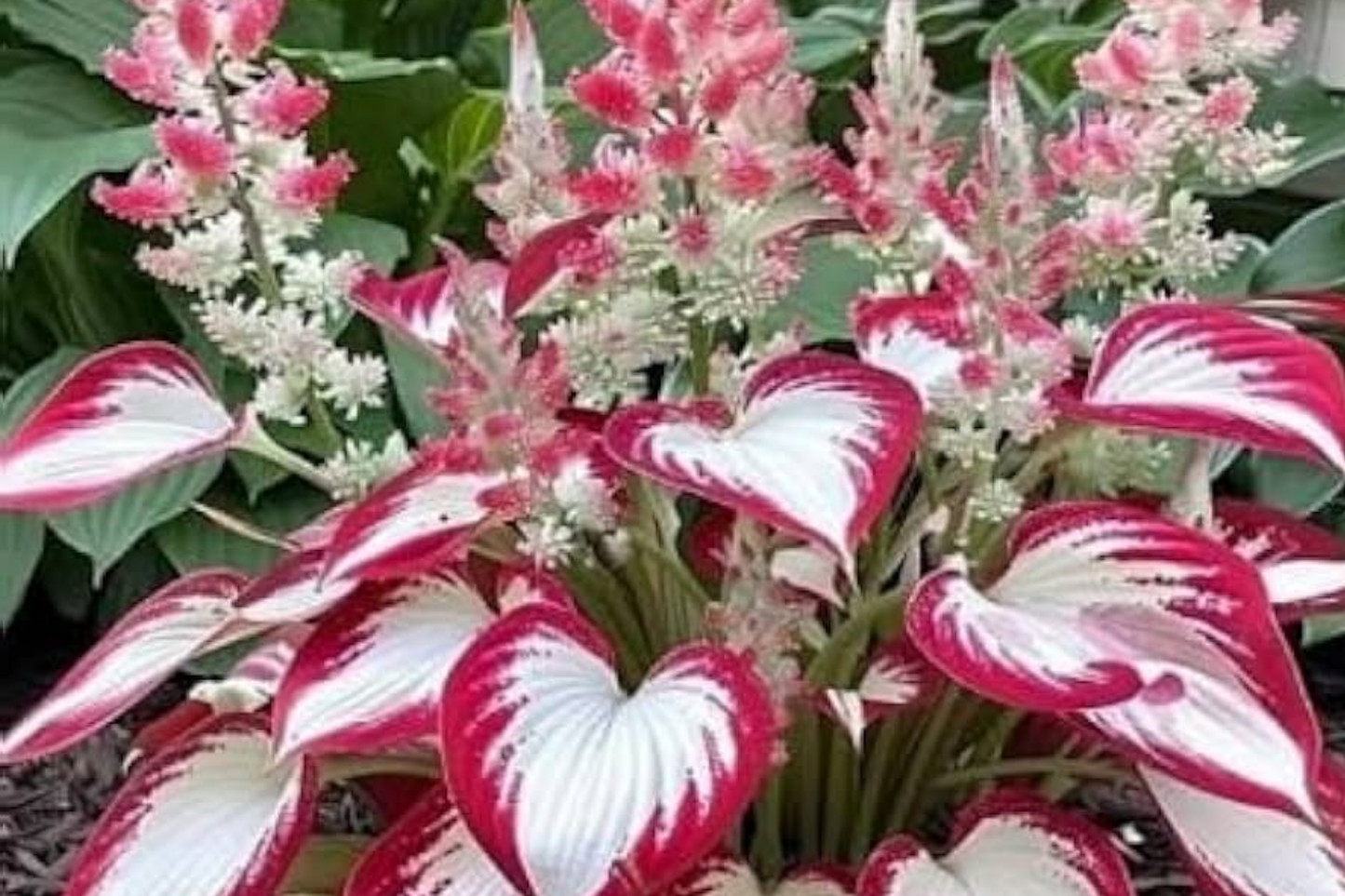 15 Pcs Caladium Hosta Seeds | Rare Indoor Flowering Plants | Unique Varieties for Home Garden | Hosta spp.