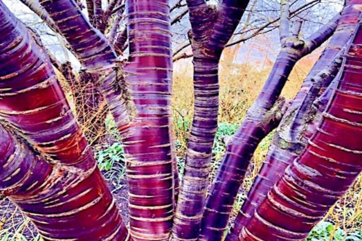 Tibetan Paper Birchbark Cherry Tree Seeds Prunus serrula Hardy Ornamental Tree with Shiny Bark