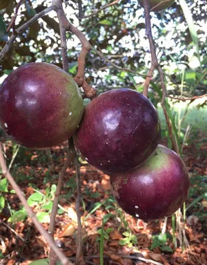 4 Star Apple Tree Cuttings Grafting Wood Chrysophyllum cainito Tropical Fruit Tree Rare Exotic