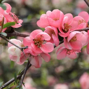 Pink Flowering Quince Tree Live Bare Root Shrub - Spring Blooming Chaenomeles speciosa Ornamental Plant