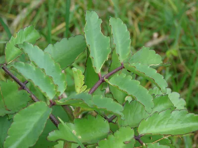2 Leaf of Life Live Starter Plants 6-8 Inches Tall – Kalanchoe pinnata Succulent