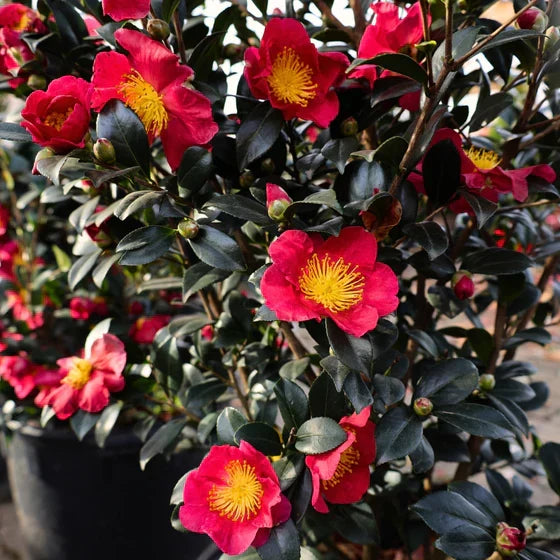 Yuletide Red Camellia Sasanqua Live Bareroot Shrub Winter-Blooming Evergreen Plant