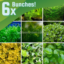 Grower's Choice Low Light Plants (6 Bunches)