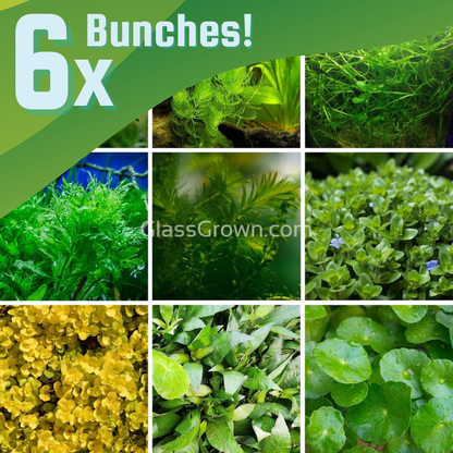 Grower's Choice Low Light Plants (6 Bunches)