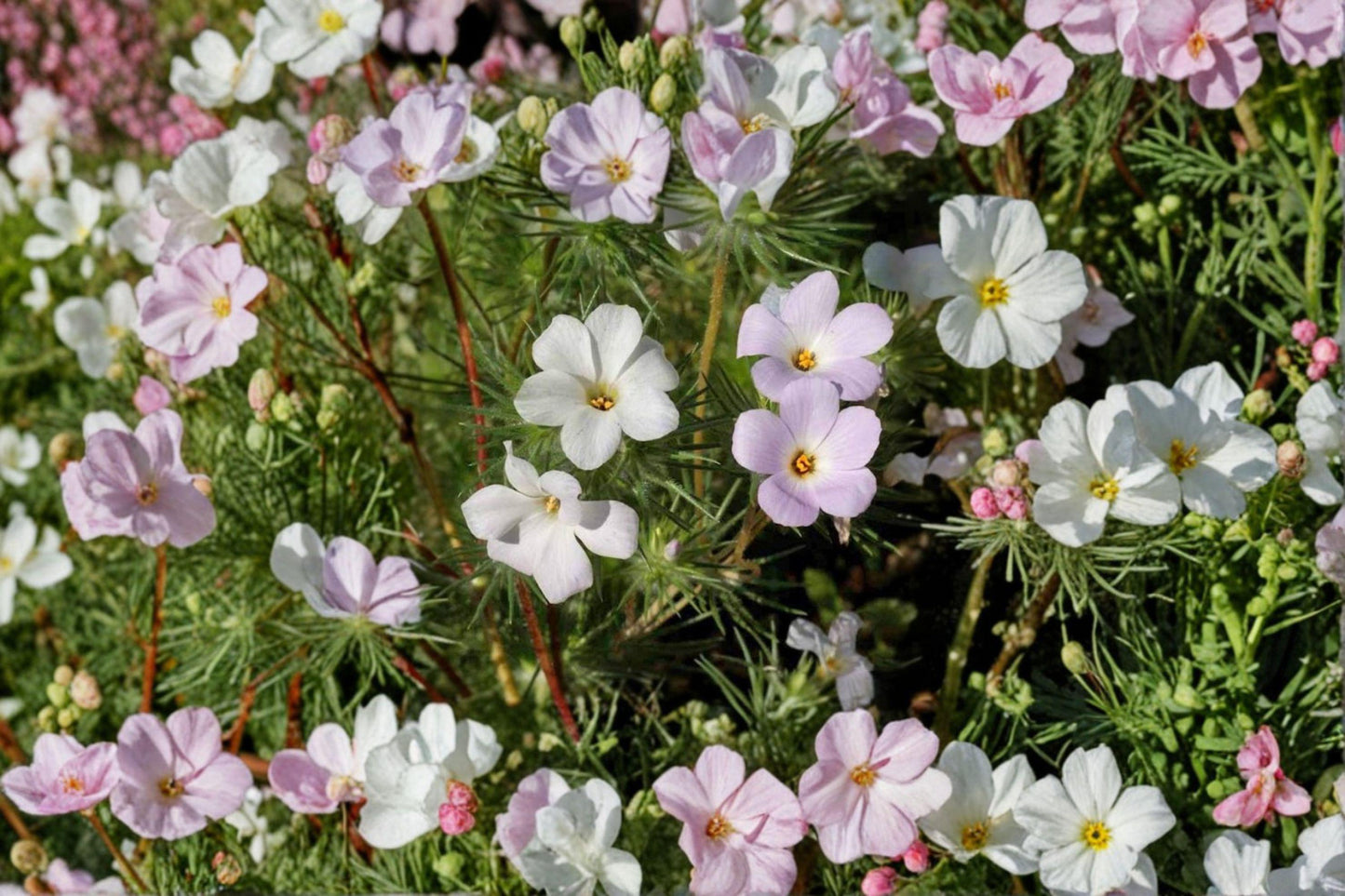Mountain Phlox Seeds – Native Annual Wildflower – Pink to Lavender Flowers – Linanthus grandiflorus