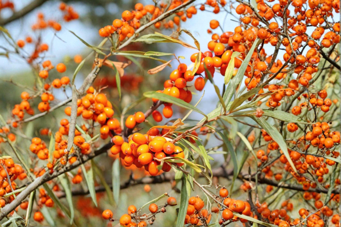 Sea Buckthorn Seeds – Edible Berry Shrub for Juices, Jams & Medicinal Use – Hippophae rhamnoides, Hardy Deciduous Plant