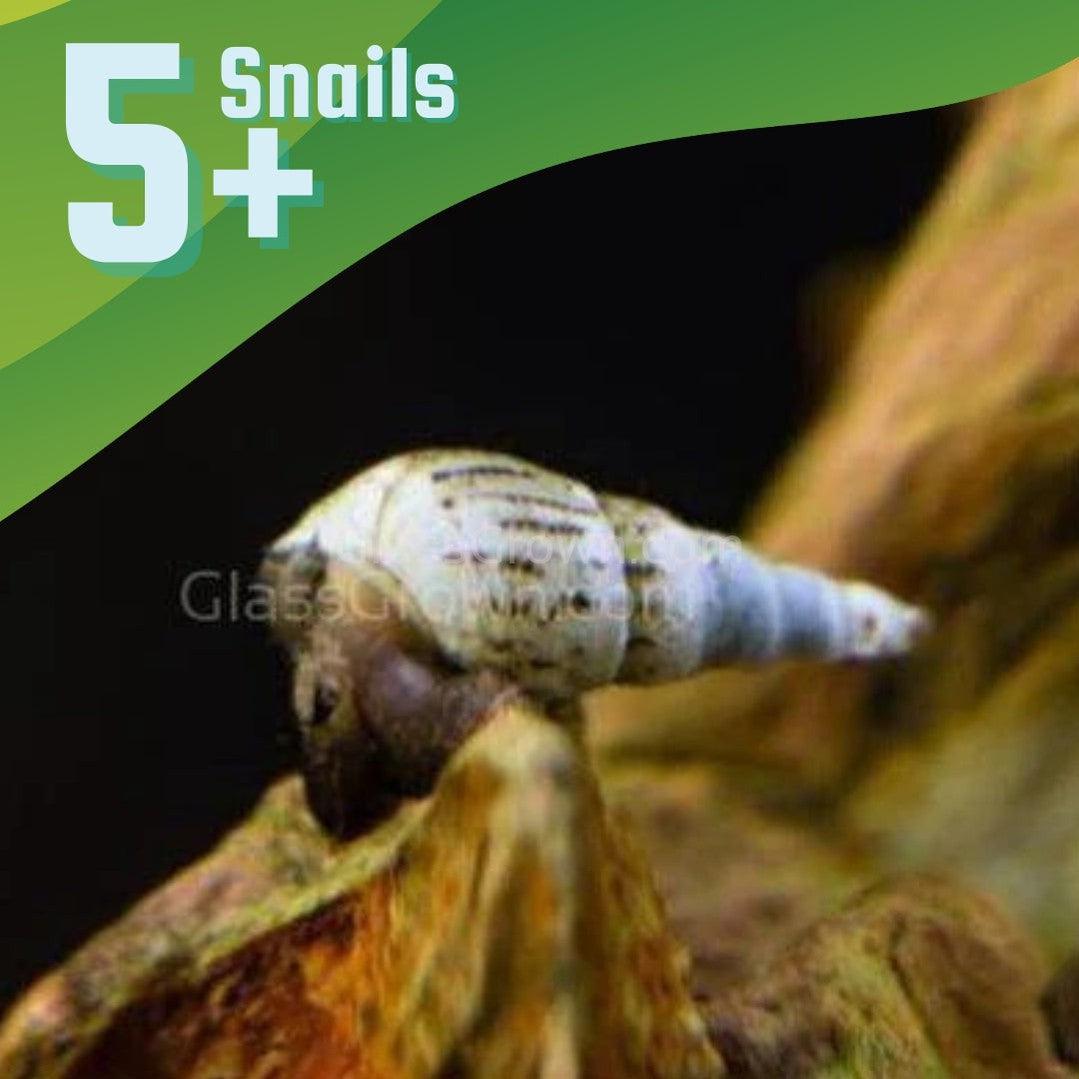 Malaysian Trumpet 5+ Snails