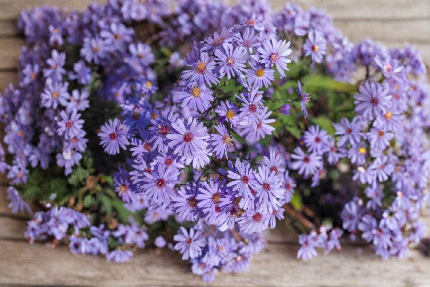 Heart-leaved Aster Seeds 500 Pack | Native Perennial Wildflower for Pollinator Gardens & Meadows | Symphyotrichum cordifolium