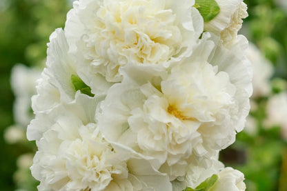 Chaters Double White Hollyhock Seeds, Alcea rosea, 4-6 Feet Tall, Fully Double White Blooms, Attracts Pollinators, USDA Zones 3-8, Non-GMO