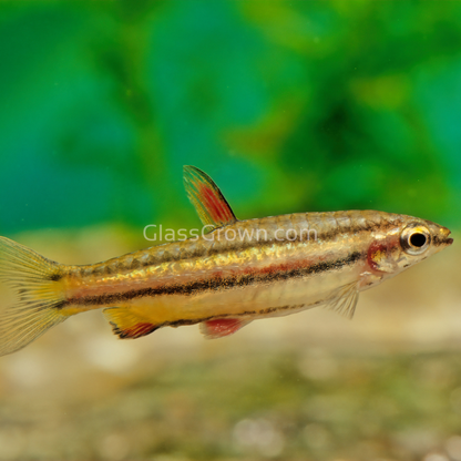 Golden Pencilfish 6 Pack