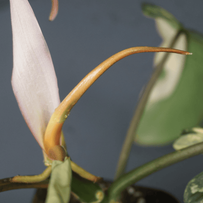 Philodendron Florida Beauty x Mayoi