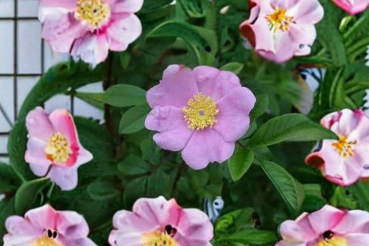 Swamp Rose Seeds, Rosa palustris, Native Wetland Shrub for Ponds & Moist Gardens, Pink Flowers, Wildlife-Friendly, 30 Seeds