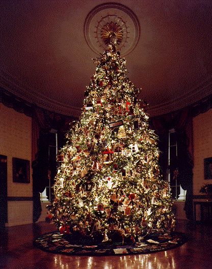20 FRASER FIR Tree Abies Fraseri Christmas Tree Southern Balsam Fir Native Evergreen Seeds