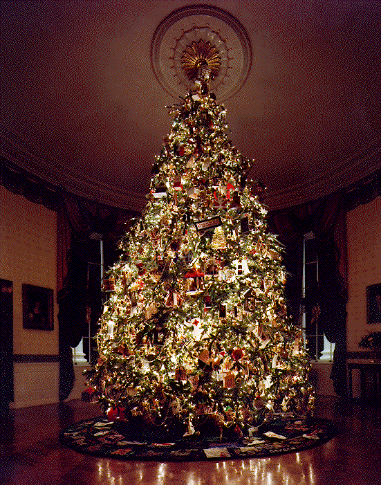 Grow Your Own CHRISTMAS TREE - Fraser Fir ( Abies Fraseri ) Gift Packet of Tree Seeds