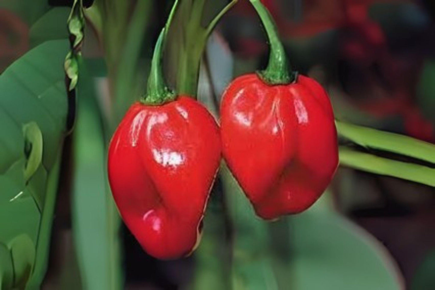 Scotch Bonnet Red Hot Pepper Seeds – 30 Premium Capsicum chinense Chili for Hot Sauces, Salsas & Spicy Dishes