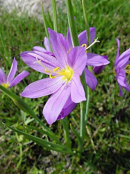 20 GRASSWIDOW Purple-Eyed Grass Sisyrinchium Inflatum syn. Olsynium Douglasii Grass Widows Reddish Purple Ornamental Grass Flower Seeds