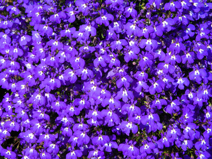 200 Lavender & White MRS CLIBRAN LOBELIA Erinus Flower Seeds
