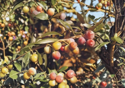 Small Rooted Arbequina Olive Tree Starter Plant – Olea europaea ‘Arbequina’ for Container & Garden