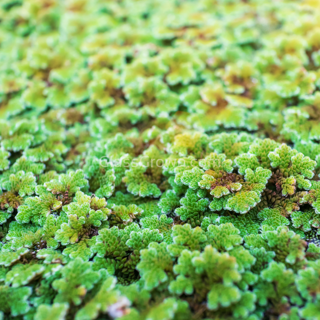 Azolla Fairy Moss Floaters 2oz Portion