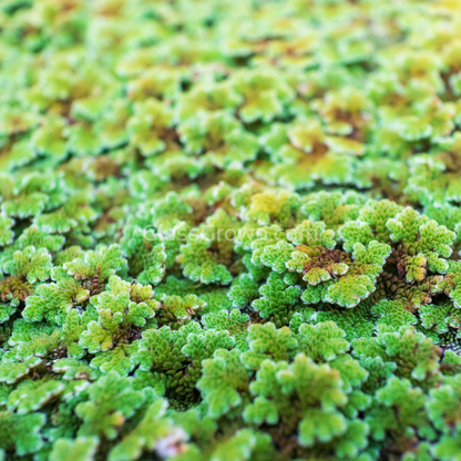 Azolla Fairy Moss Floaters 2oz Portion