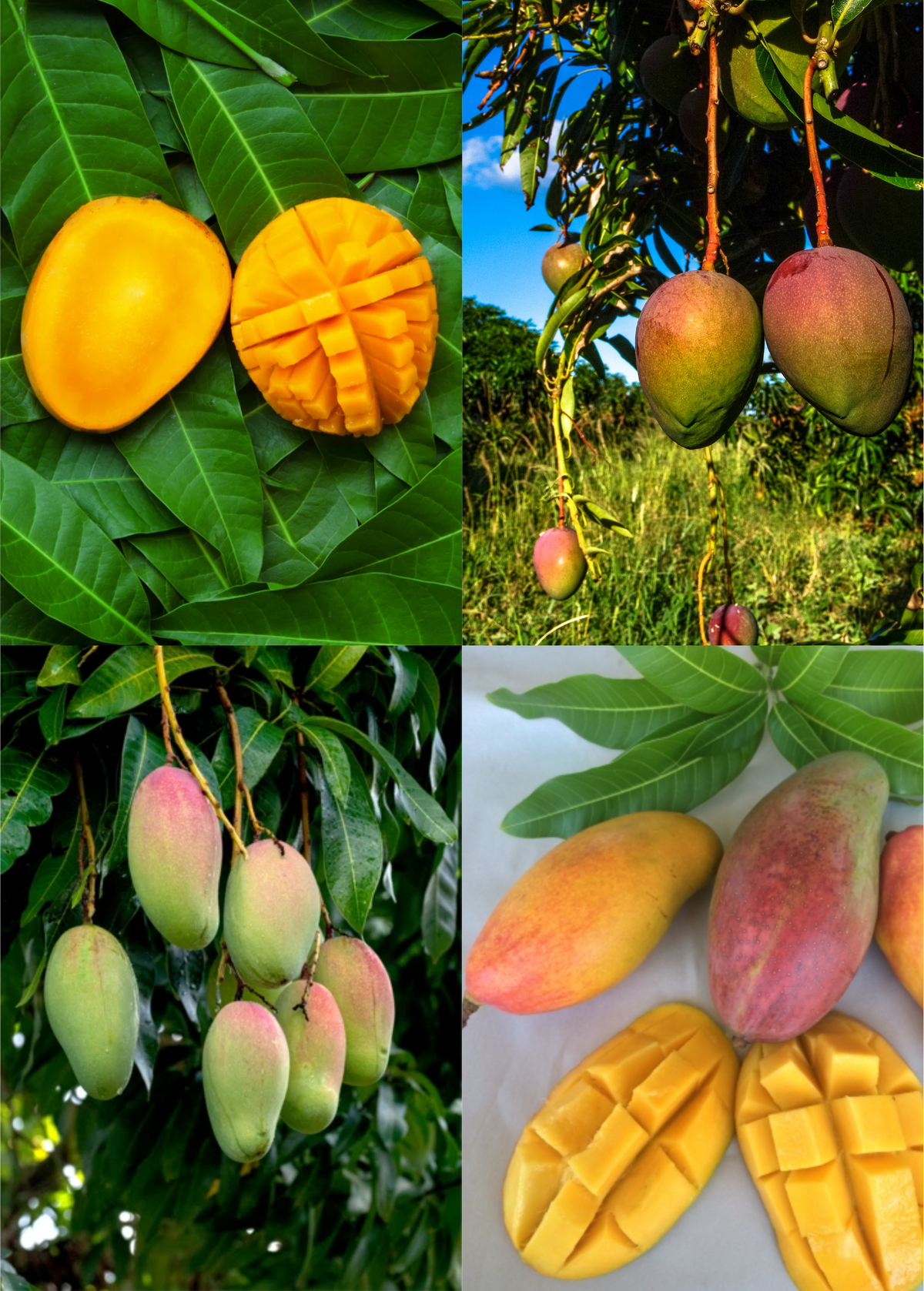 Mango Tree Bundle Valencia Pride & Angie Grafted Varieties for Backyard or Container Growing