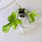 Philodendron Florida Ghost