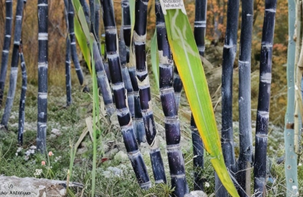Dark Purple Sugarcane Rooted Cuttings - Saccharum officinarum, Tropical Grass, Purple Stalks, Full Sun, Garden or Container