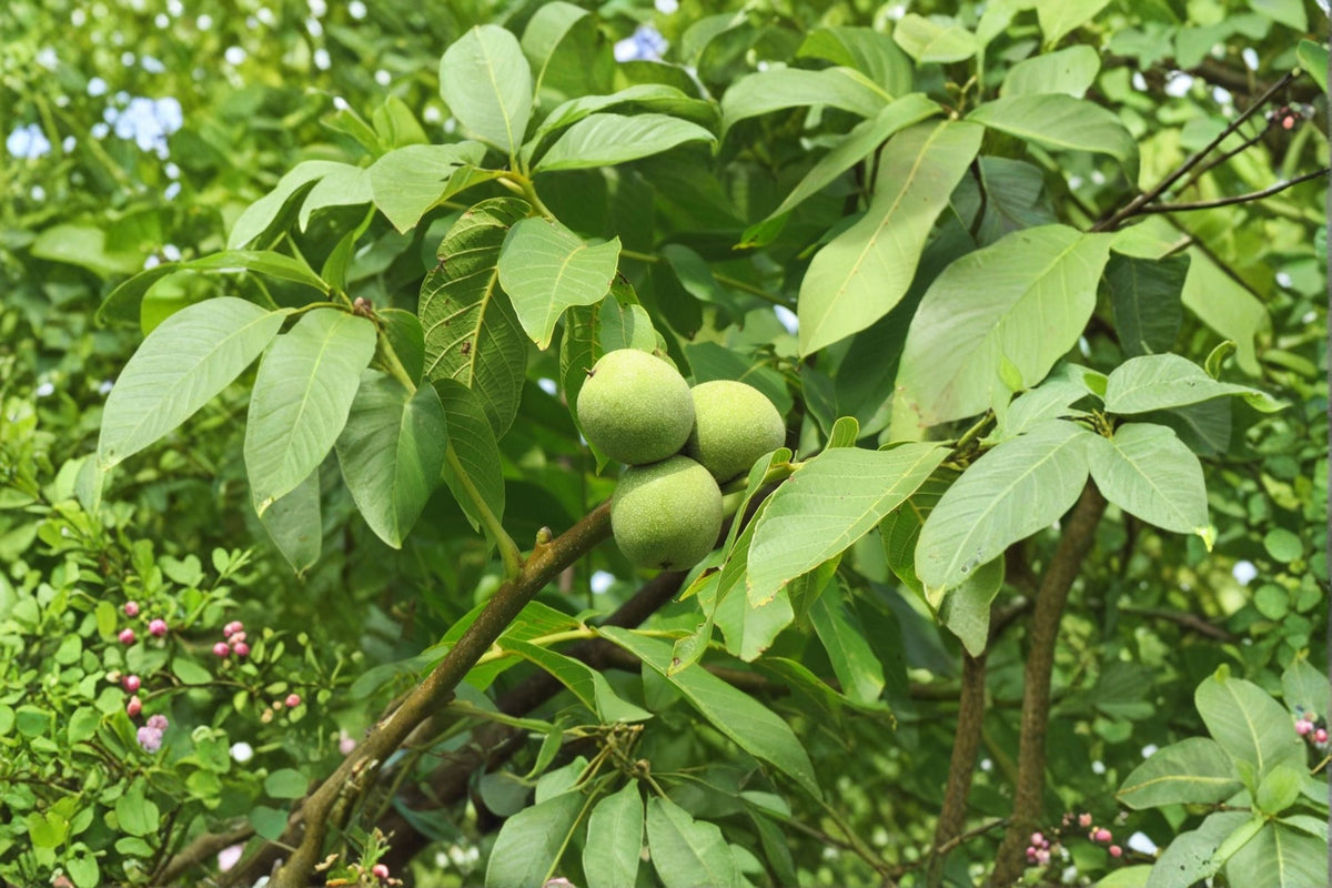 English Walnut Tree - 1 Live Bareroot Juglans regia for Edible Walnuts, Orchard or Landscape Plant