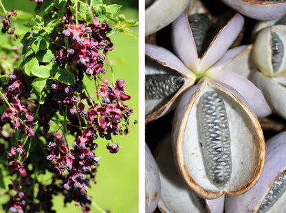 15 CHOCOLATE VINE Edible Fruit Akebia Trifoliata Flower Ornamental Climber Seeds