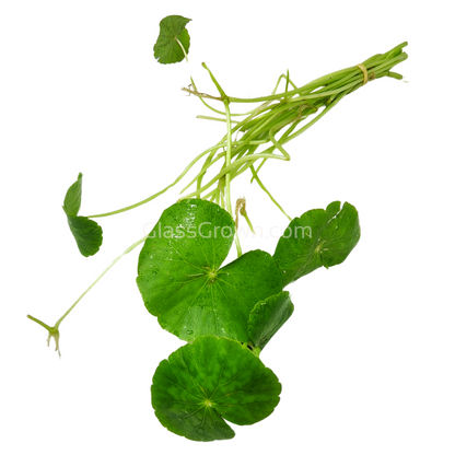 Brazilian Pennywort