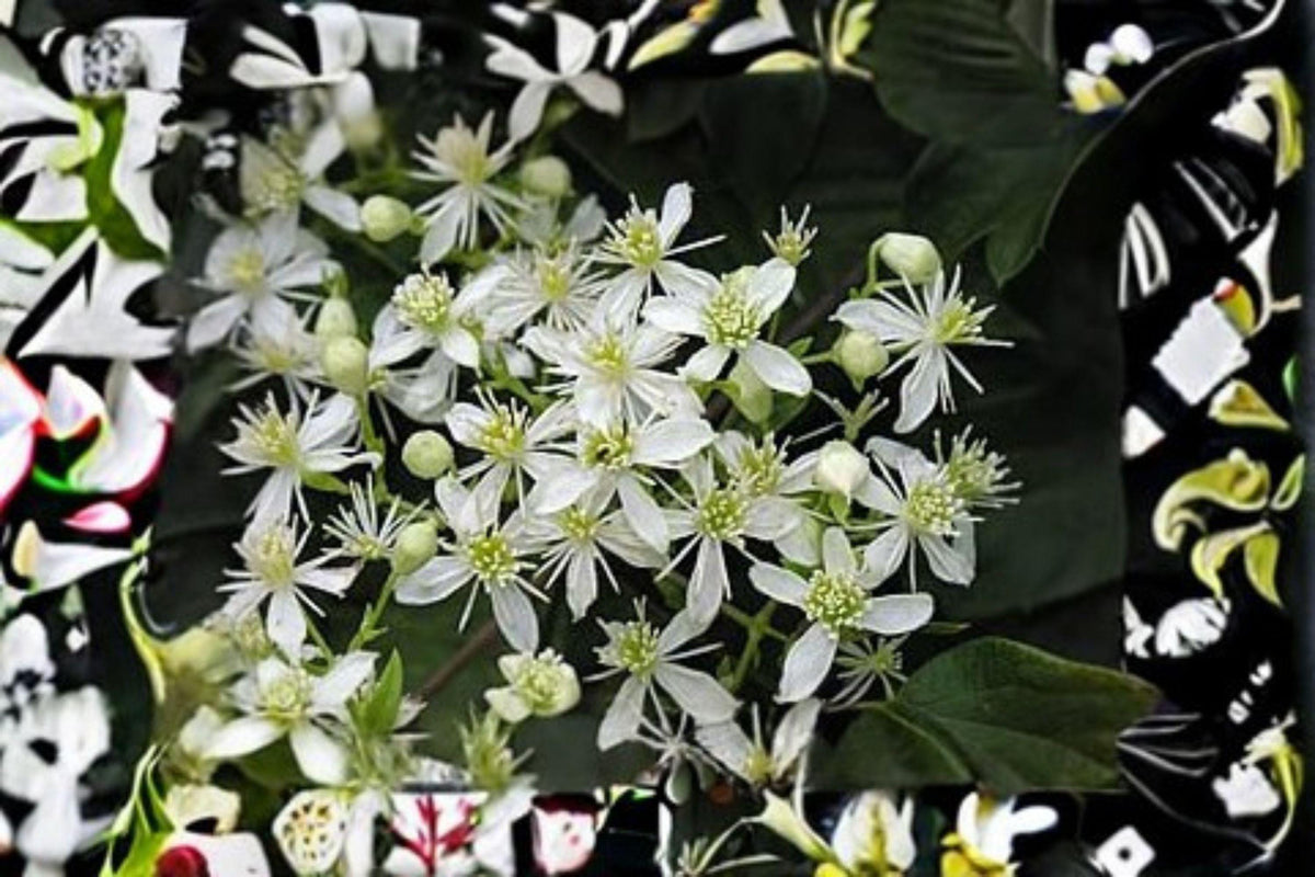 Virgin's Bower Vine Seeds - Fragrant White Clematis, Perennial Climber for Fences & Trellises, Native North American Plant