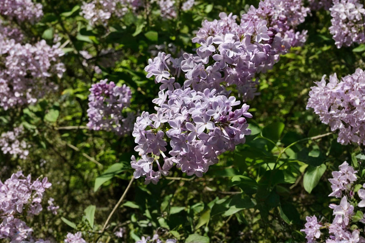 25 Early Lilac Seeds Syringa oblata Fragrant Spring Flowering Shrub for Gardens and Landscaping