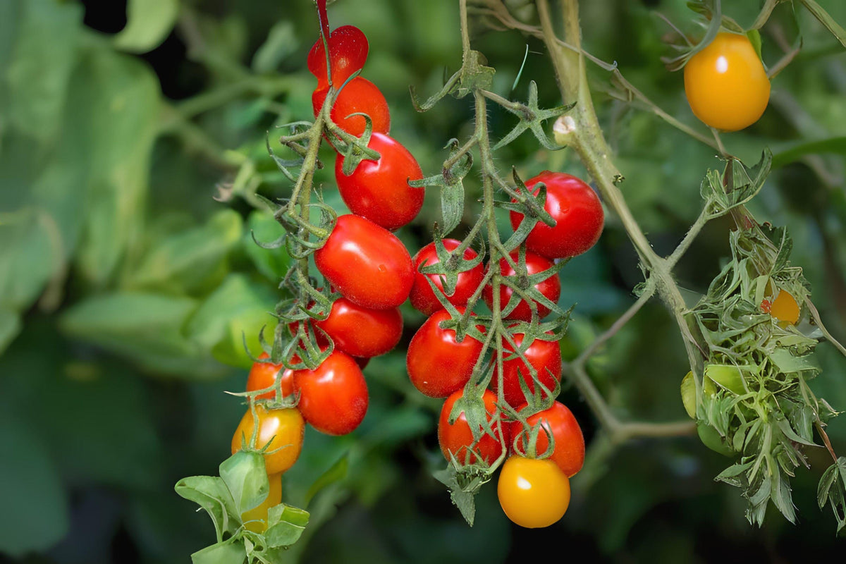 Tomato Roma Seeds 100mg – Heirloom Paste Tomato for Canning, Sauces, and Garden Growth – Solanum lycopersicum