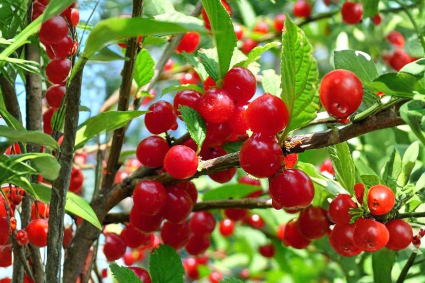 10 Seeds Prunus tomentosa Nanking Cherry Shrub Hardy Edible Fruit Bush for Gardens