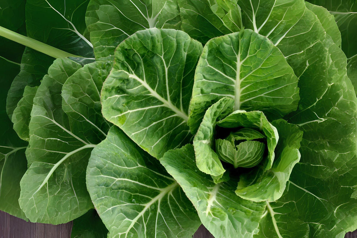 Heirloom Collard Vates Seeds, Cold-Hardy, Blue-Green Leaves, Brassica oleracea var. viridis, Pack of 300
