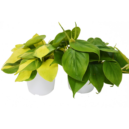 2 Philodendron Variety Pack - 4" Pots