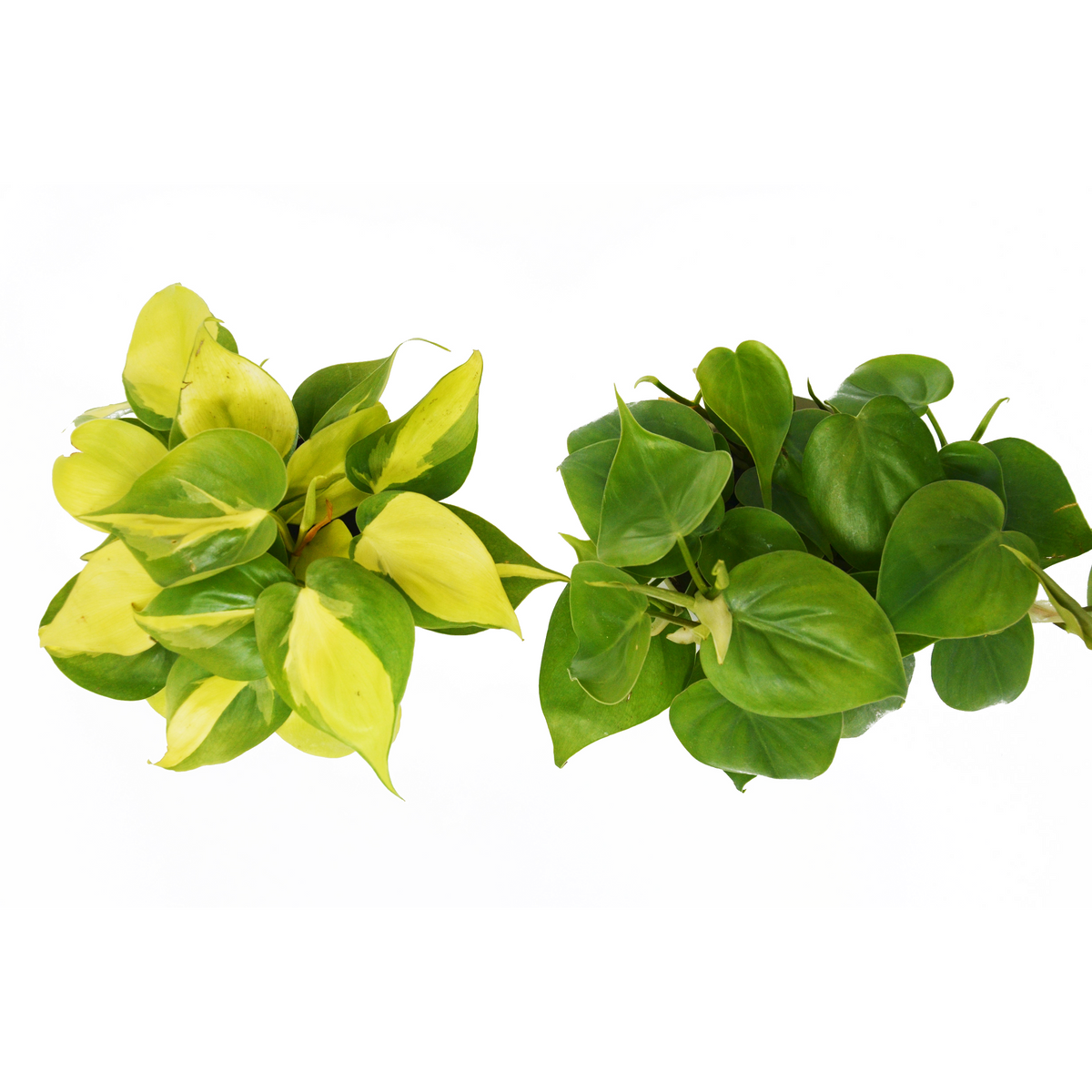 2 Philodendron Variety Pack - 4" Pots