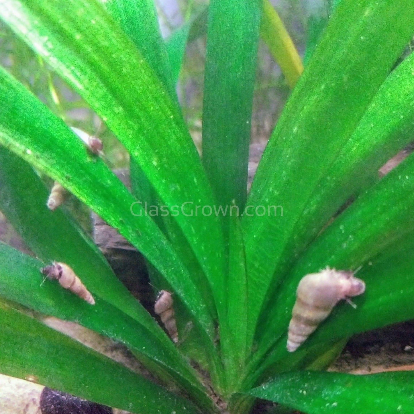 Malaysian Trumpet 20+ Snails