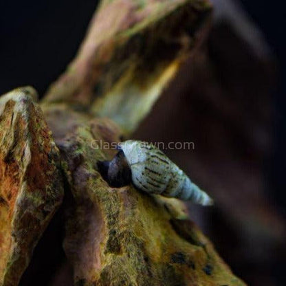 Malaysian Trumpet 20+ Snails