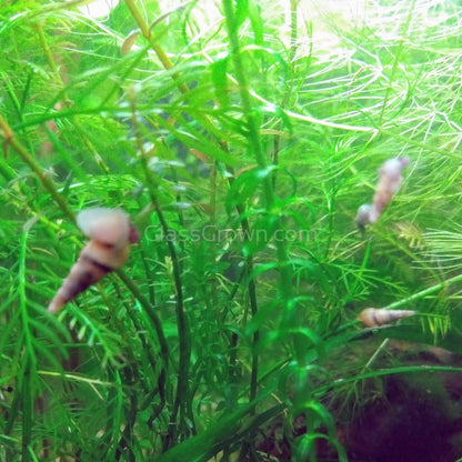 Malaysian Trumpet 20+ Snails
