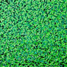 Lesser Duckweed 2oz Portion