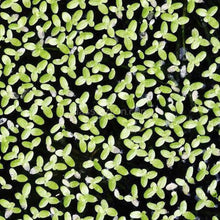 Lesser Duckweed 2oz Portion