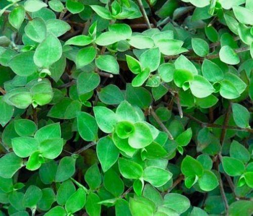 Unrooted Plant Cuttings | Dwarf Wandering Jew | Callisia repens | Trailing Miniature Plant for Terrariums & Hanging Baskets