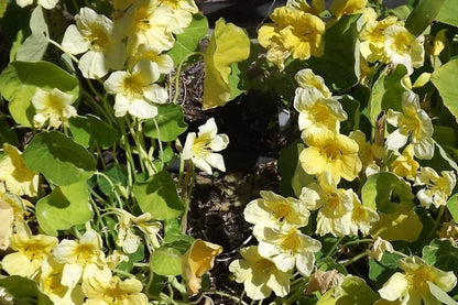 Moonlight Nasturtium Seeds | Creamy Yellow Blooms | Trailing Vines | Edible Flowers |  | Heirloom
