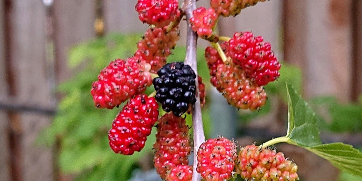 Bare Root Red Mulberry Tree – Morus rubra – Native Fruit Tree for Wildlife, Shade & Berries