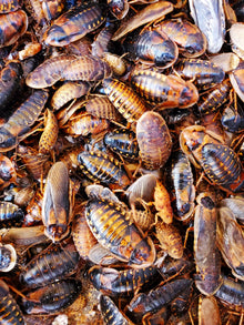 Dubia Breeding Colony